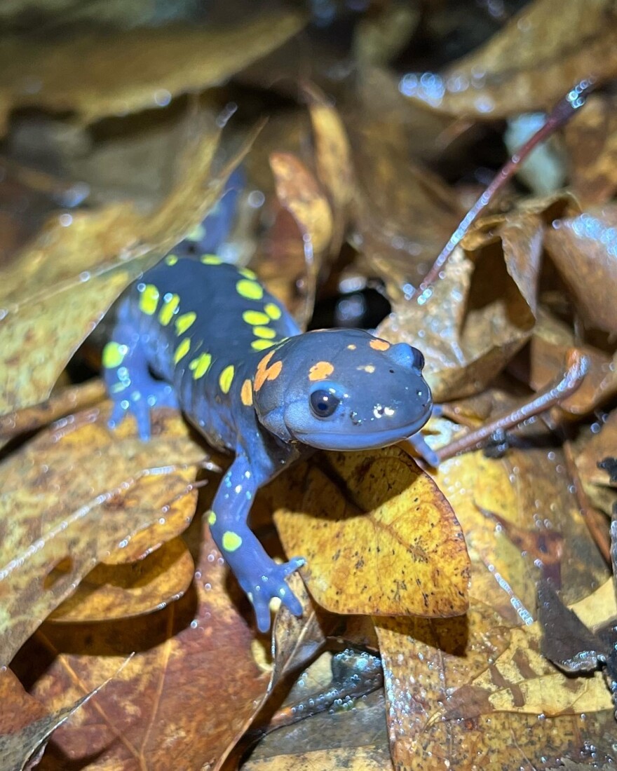 Blue-spotted Salamanders