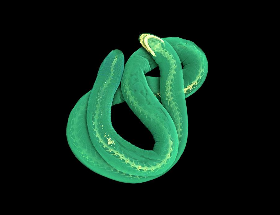Caecilians
