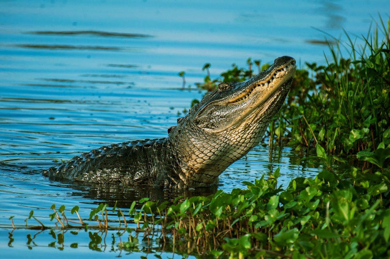 Crocodilians