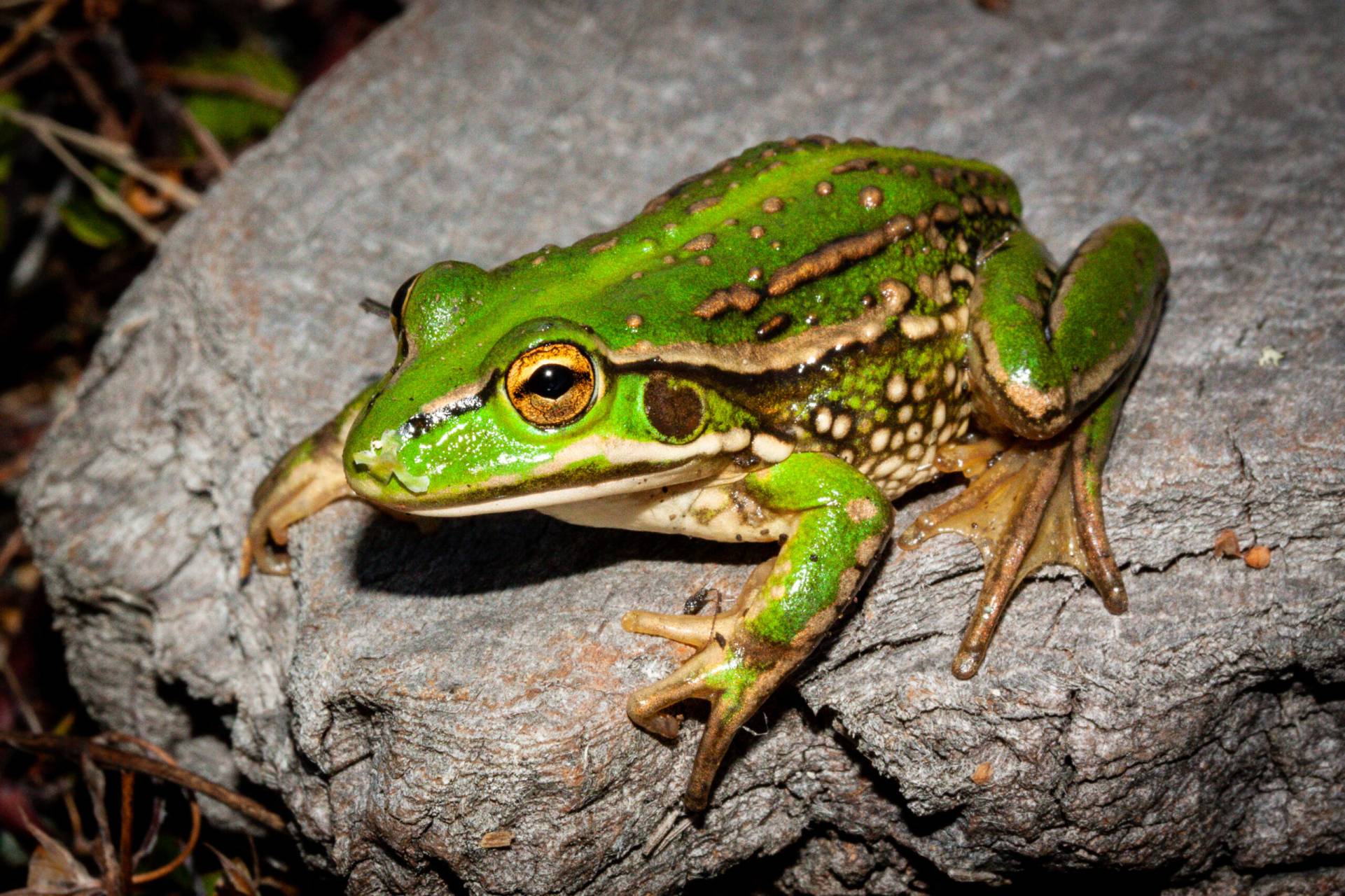 Frogs