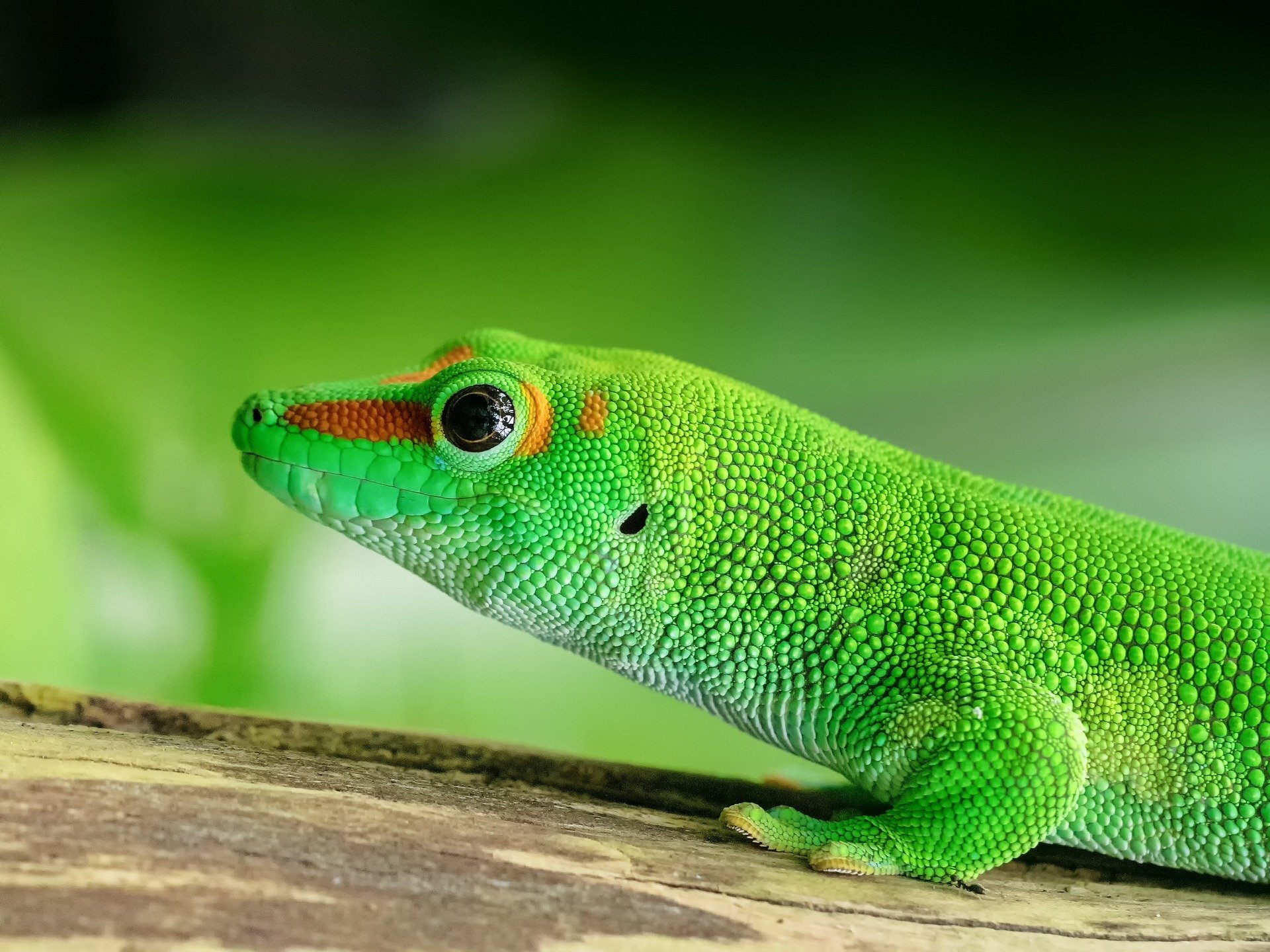 Geckos