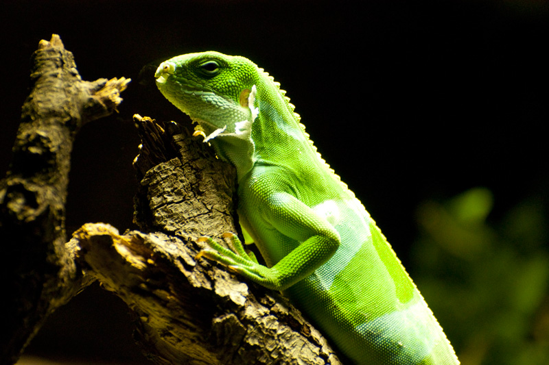 Lizards