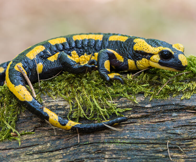 Salamanders