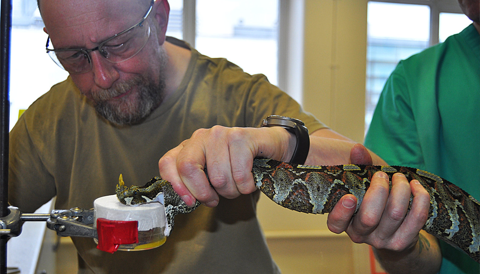 Snake Venom Research