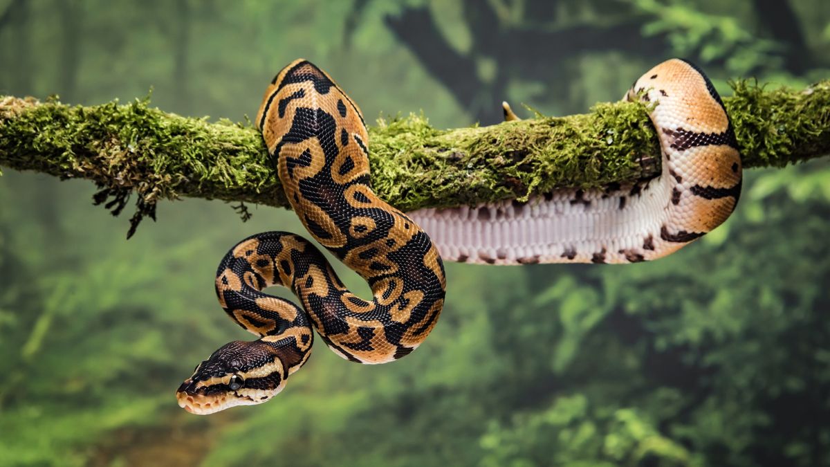 Snakes