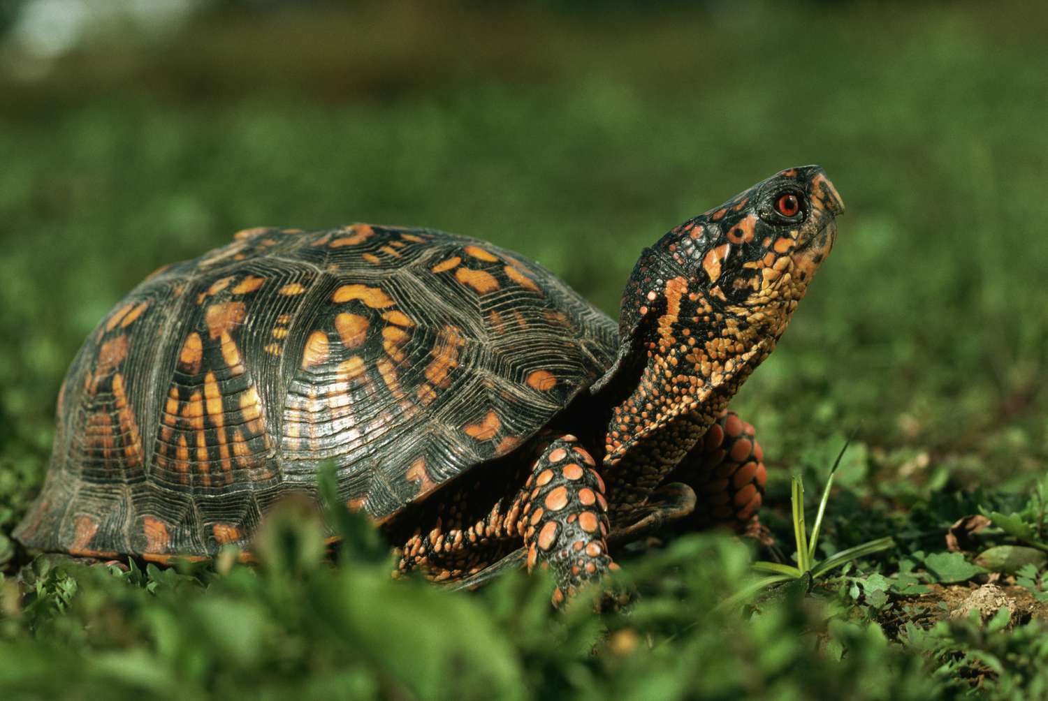 Turtles and Tortoises