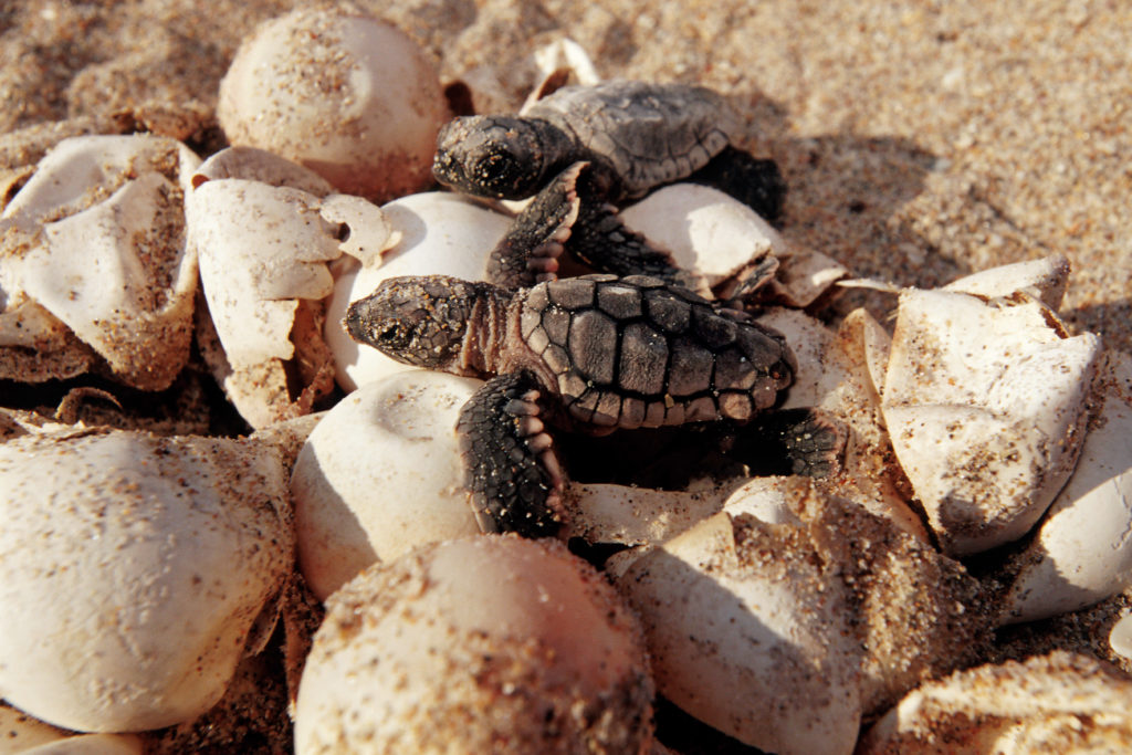 Breaking Sea Turtle Nesting