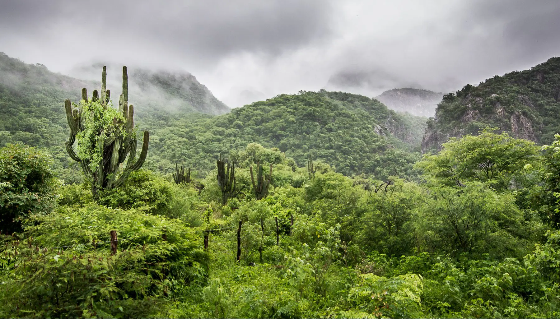 forest Image
