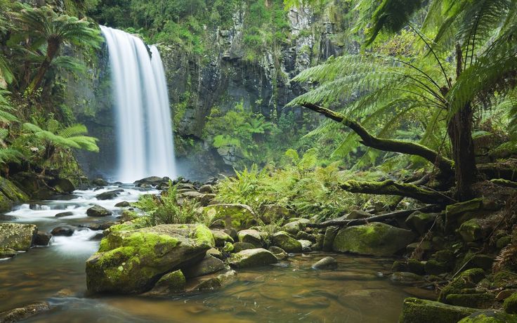 forest Image