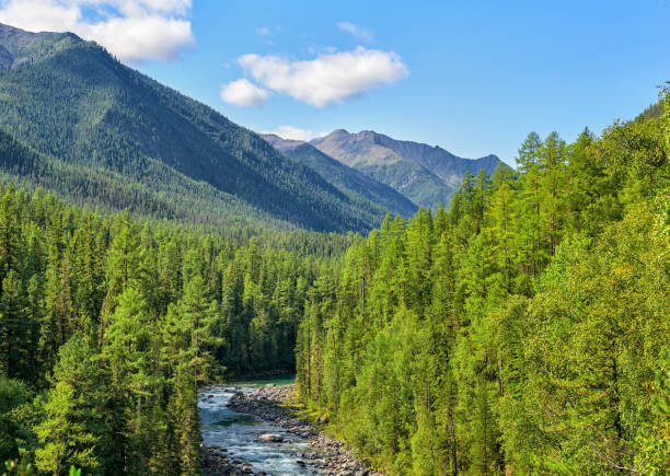 forest Image