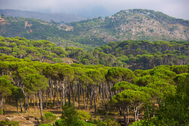 forest Image