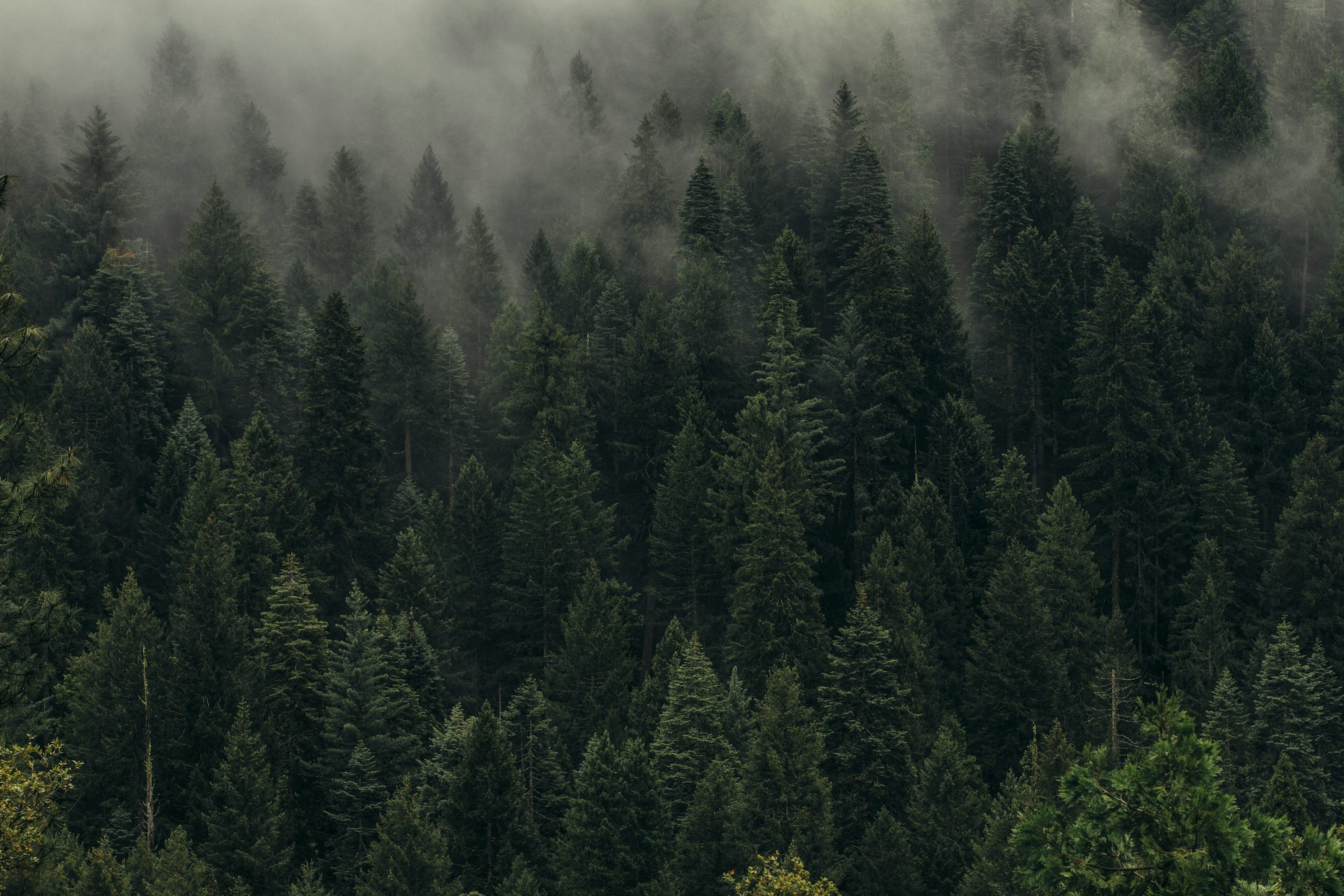 forest Image