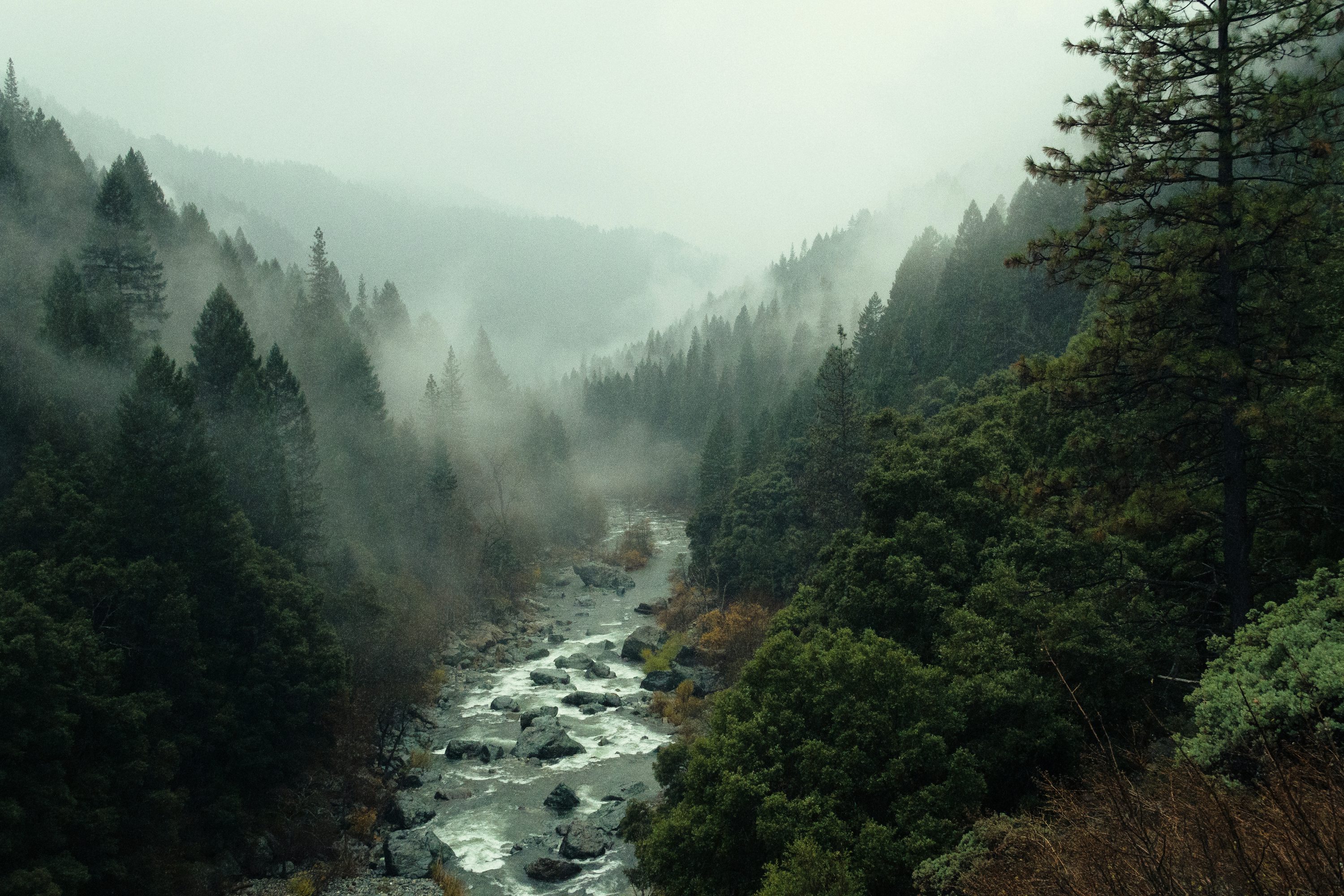 forest Image