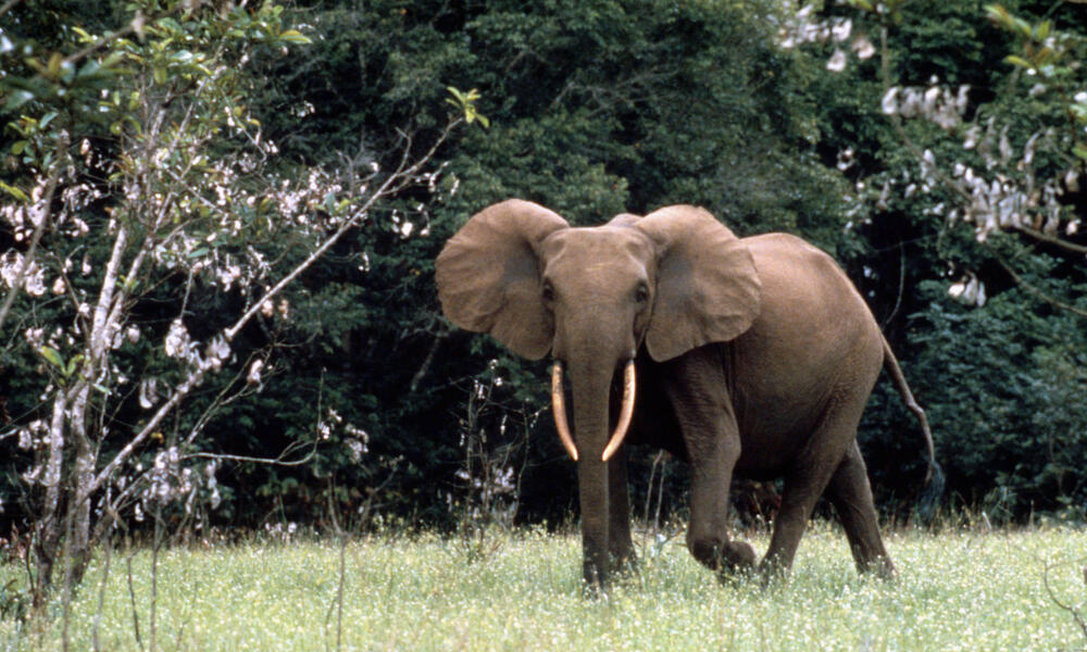 African Forest Elephant