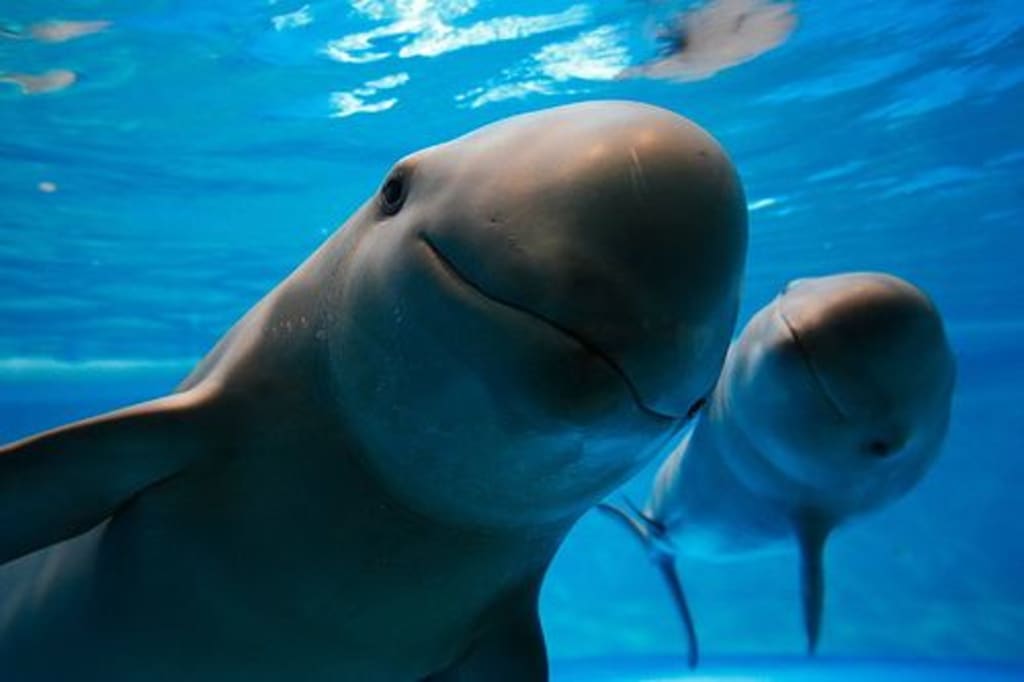 Yangtze Finless Porpoise