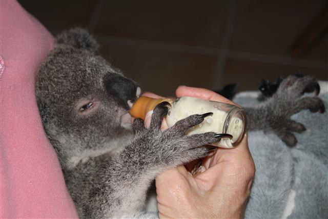 koala