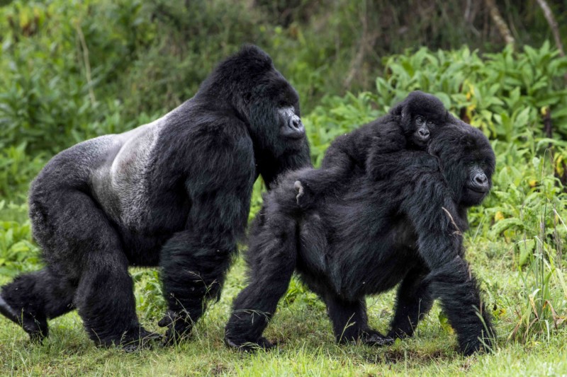  Mountain Gorillas