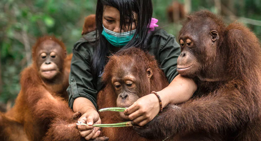 Orangutan