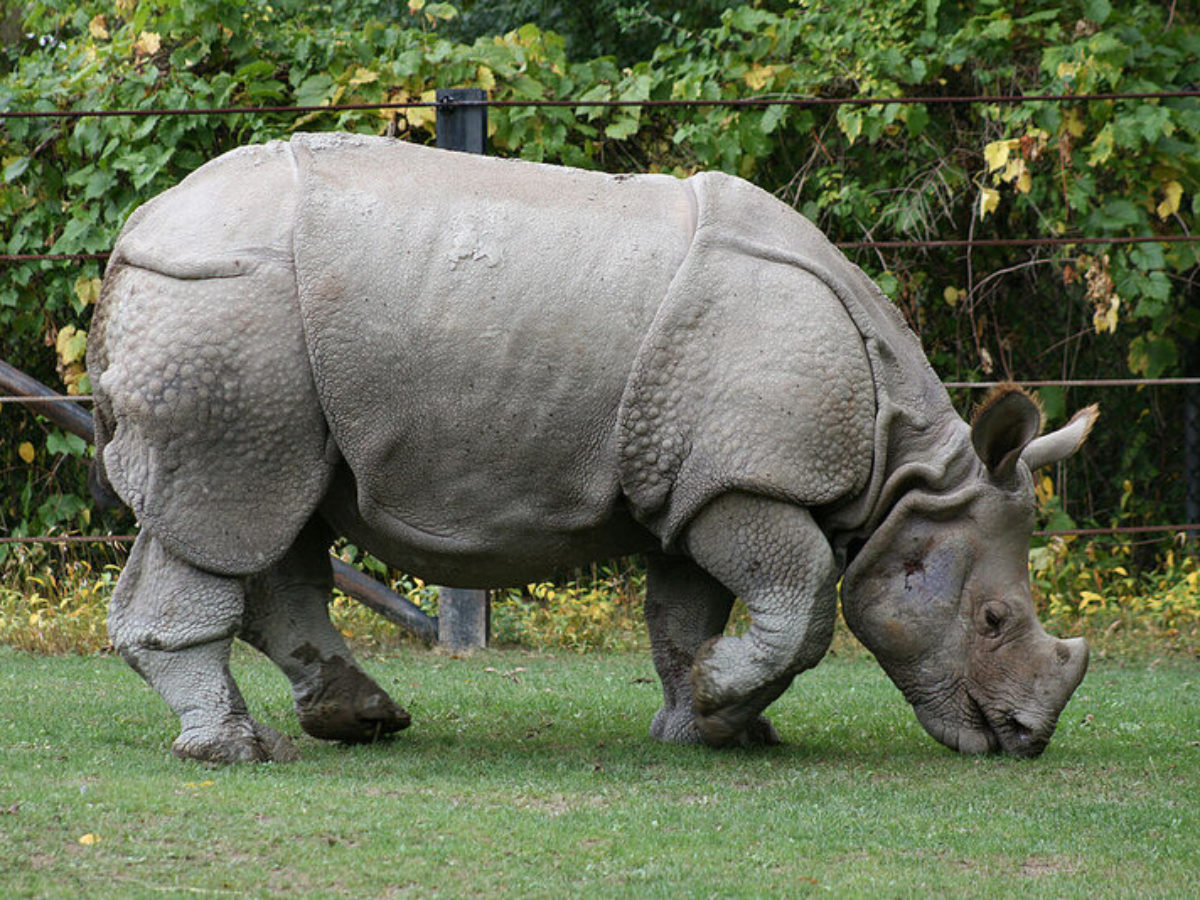 Javan Rhinos