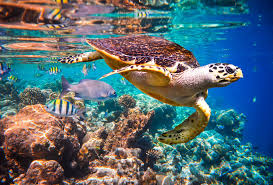 Sea Turtle