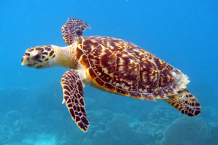 Hawksbill Turtles